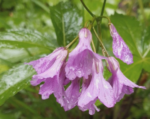 Cardamine pentaphyllos - 
