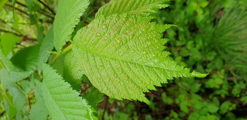 Ulmus glabra - 