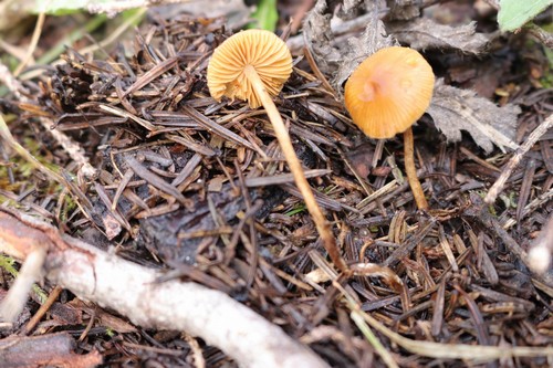 Pholiotina brunnea - 