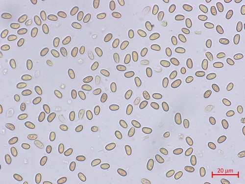 Pholiotina brunnea - 