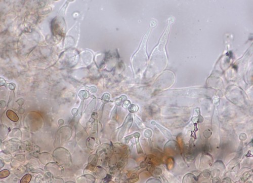 Pholiotina brunnea - 