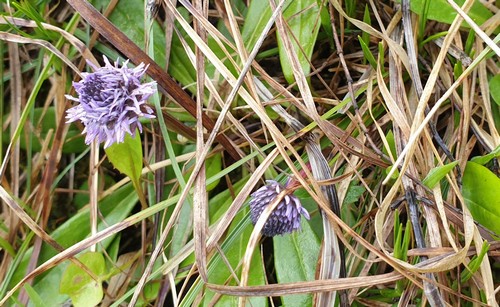 Globularia cordifolia - 