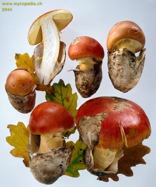 Amanita caesarea - 