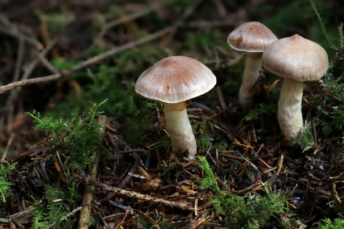Cortinarius anomalus - 