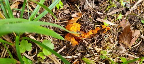 Stephanospora caroticolor - 