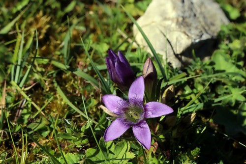 Gentiella germanica - 