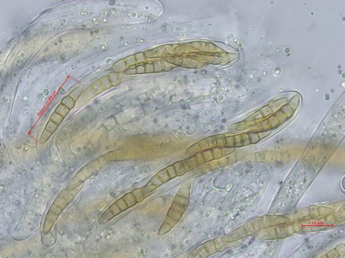 Phaeosphaeria nigrans - 
