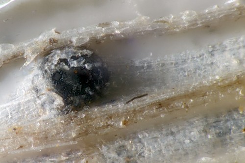 Phaeosphaeria nigrans - 