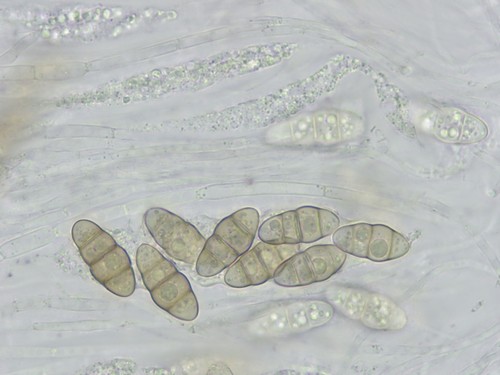 Thyridaria triseptata - 