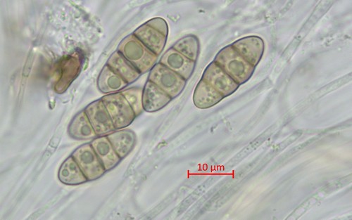 Thyridaria triseptata - 