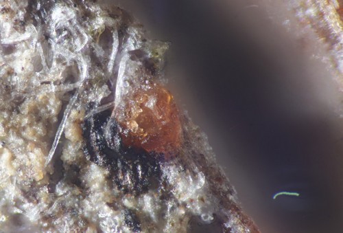 Orbilia trapeziformis - 