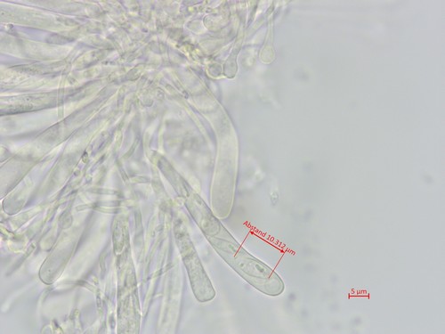 Orbilia trapeziformis - 
