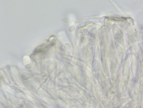 Orbilia trapeziformis - 