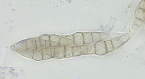 Phaeosphaeriaceae - 
