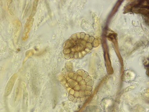 Phaeosphaeriaceae - Artefakte - 