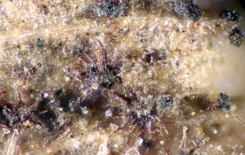Phaeosphaeriaceae - 