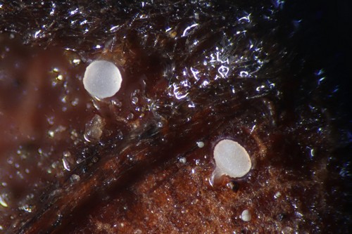 Hymenoscyphus albopunctus - 