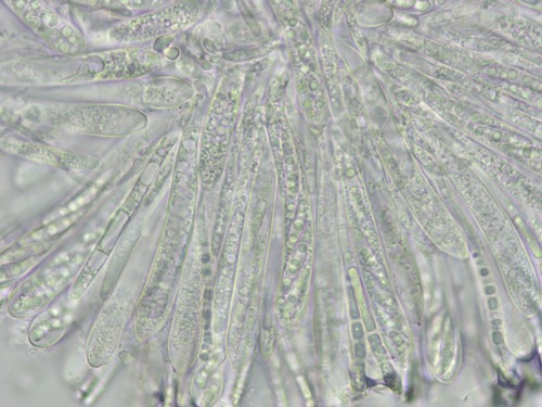 Hymenoscyphus albopunctus - 