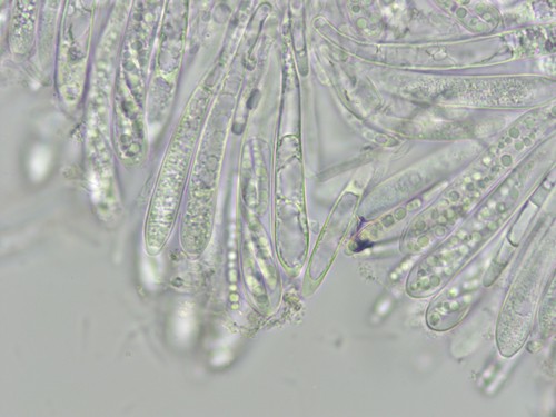 Hymenoscyphus albopunctus - 