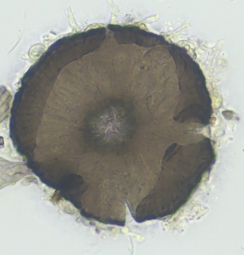 Lichenopeltella pinophylla - 