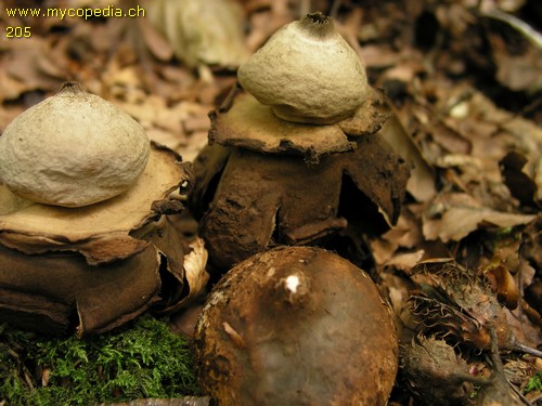 Geastrum triplex - 