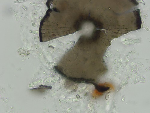 Lichenopeltella pinophylla - 
