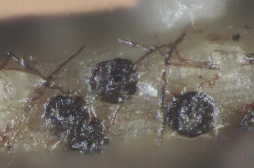 Lichenopeltella pinophylla - Thyrothezien - 