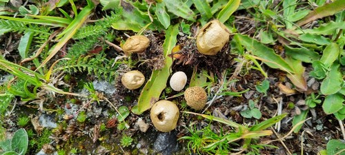 Lycoperdon norvegicum - 
