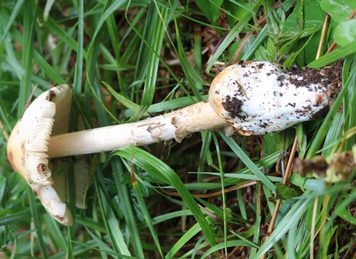 Amanita crocea - 