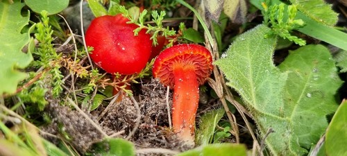 Hygrocybe rhodophylla - 