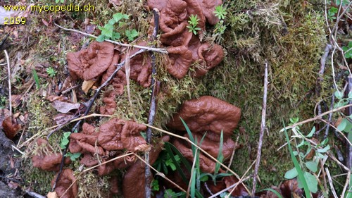 Gyromitra perlata - 