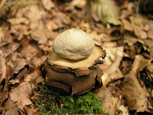 Geastrum triplex - 