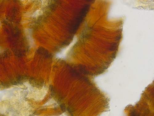Cryptodiscus pallidus -  - Baral 