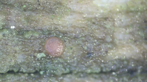 Orbilia montigena - 