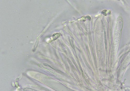 Orbilia montigena - 