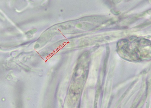 Orbilia montigena - 