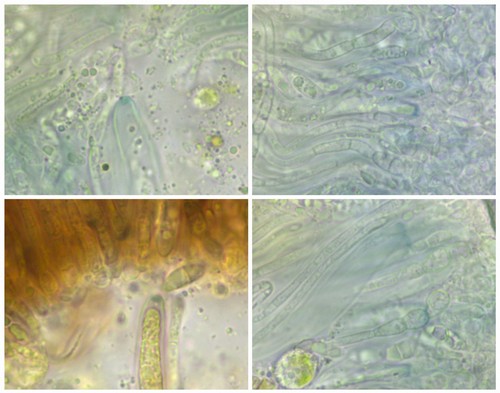 Coenogonium pineti -  - Baral