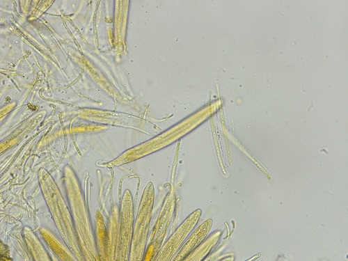 Lophodermium piceae - 