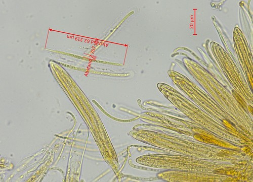 Lophodermium piceae - 