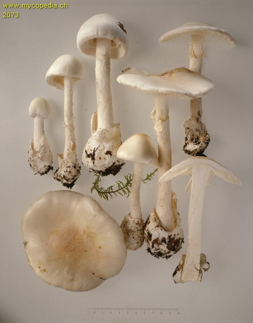 Amanita virosa - 