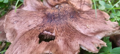 Inosperma adaequatum - 