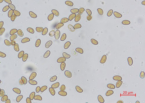 Inosperma adaequatum - Spore/n - Wasser  - 