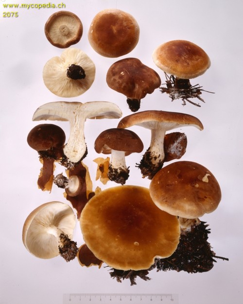 Leucopaxillus gentianeus - 