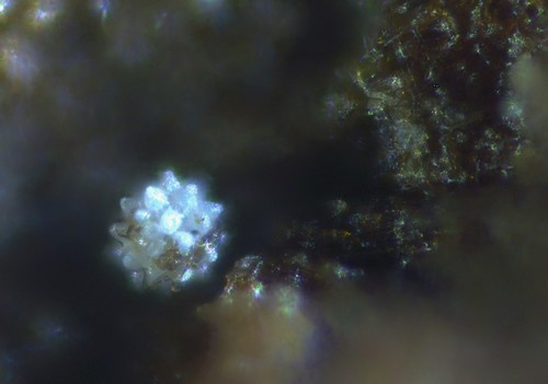 Paramacrobiotus cf areolatus - 