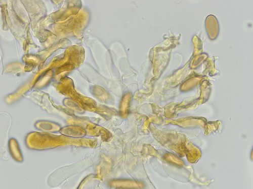 Mallocybe arthrocystis - Cheilozystiden mehrfach septiert - 