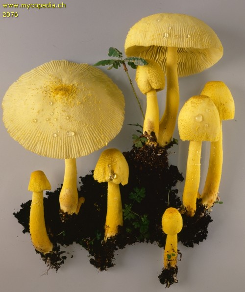 Leucocoprinus birnbaumii - 