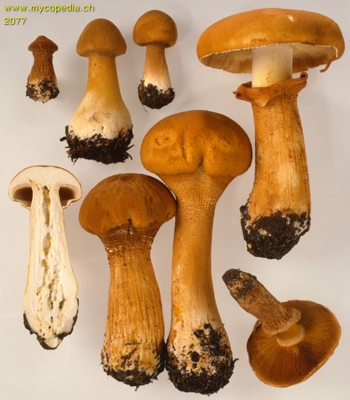 Phaeolepiota aurea - 