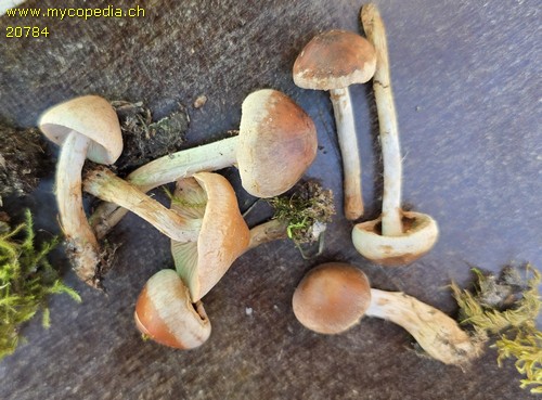 Hebeloma mesophaeum - 