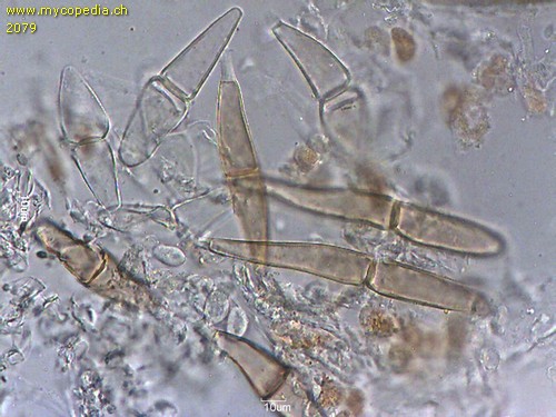 Gymnosporangium sabinae - Teleuto- / Teliosporen - 