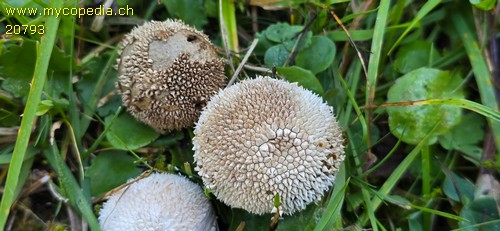 Lycoperdon marginatum - 